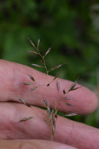 Trisetum alpestre, 2025-07-23