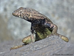 Microlophus quadrivittatus