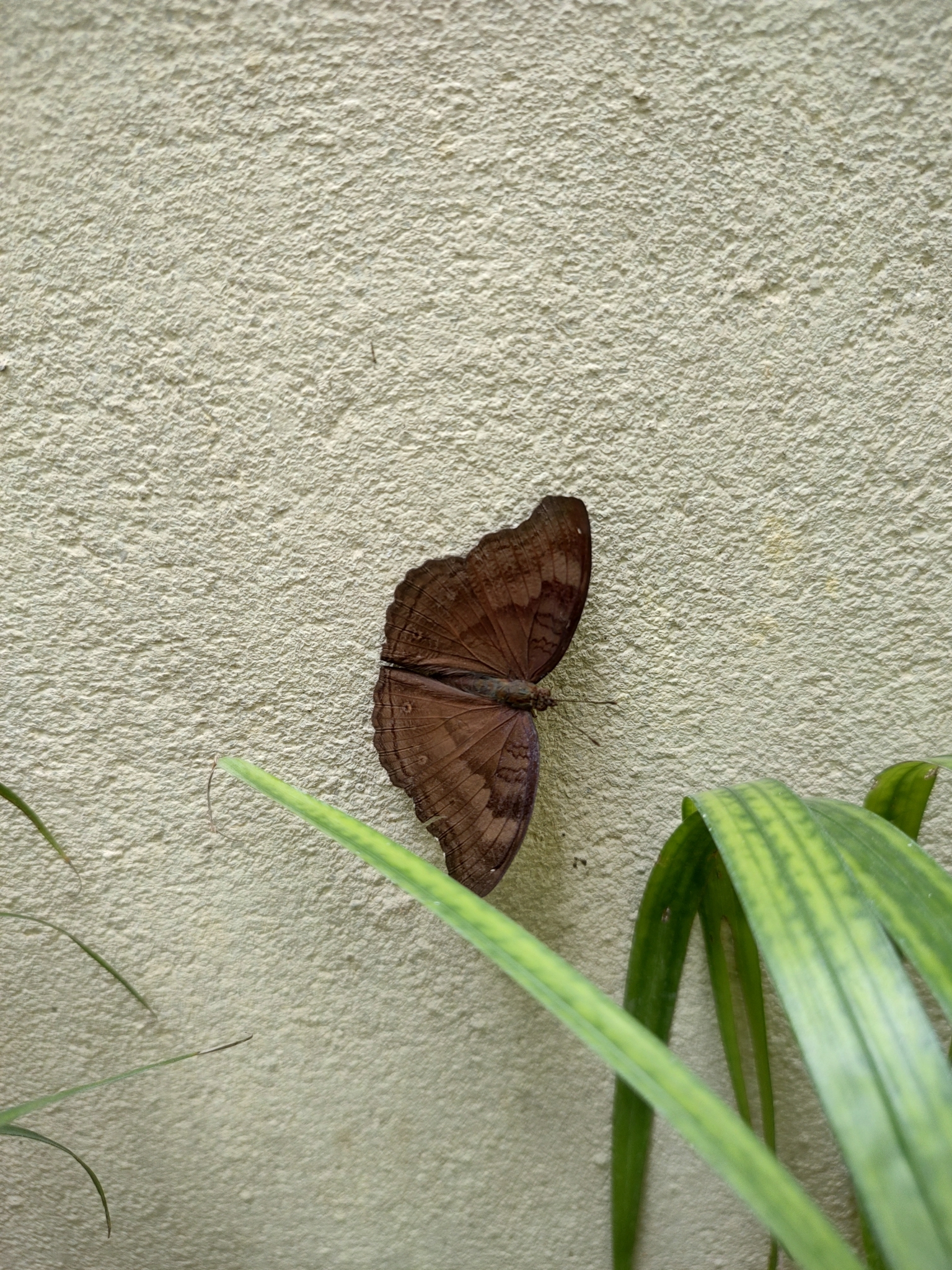 Chocolate Pansy