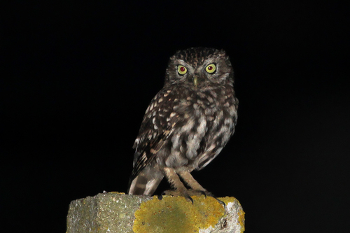 Little Owl