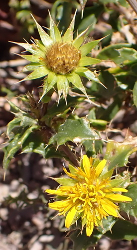 Spiny Capethistle (Berkheya spinosa)