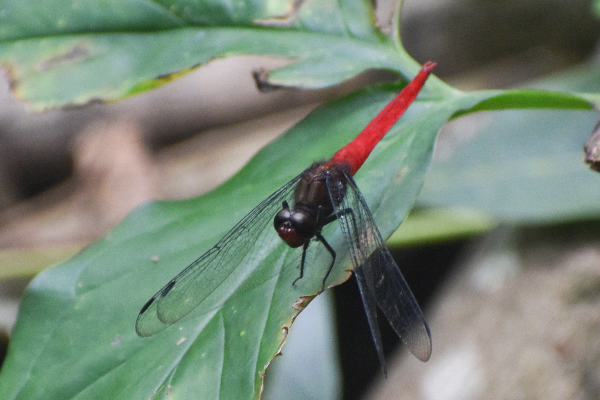 Spine-Tufted Skimmer