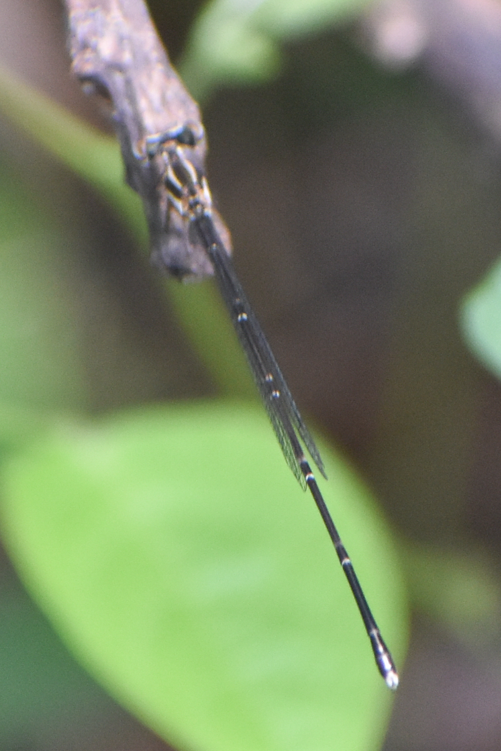 Orange-Striped Threadtail