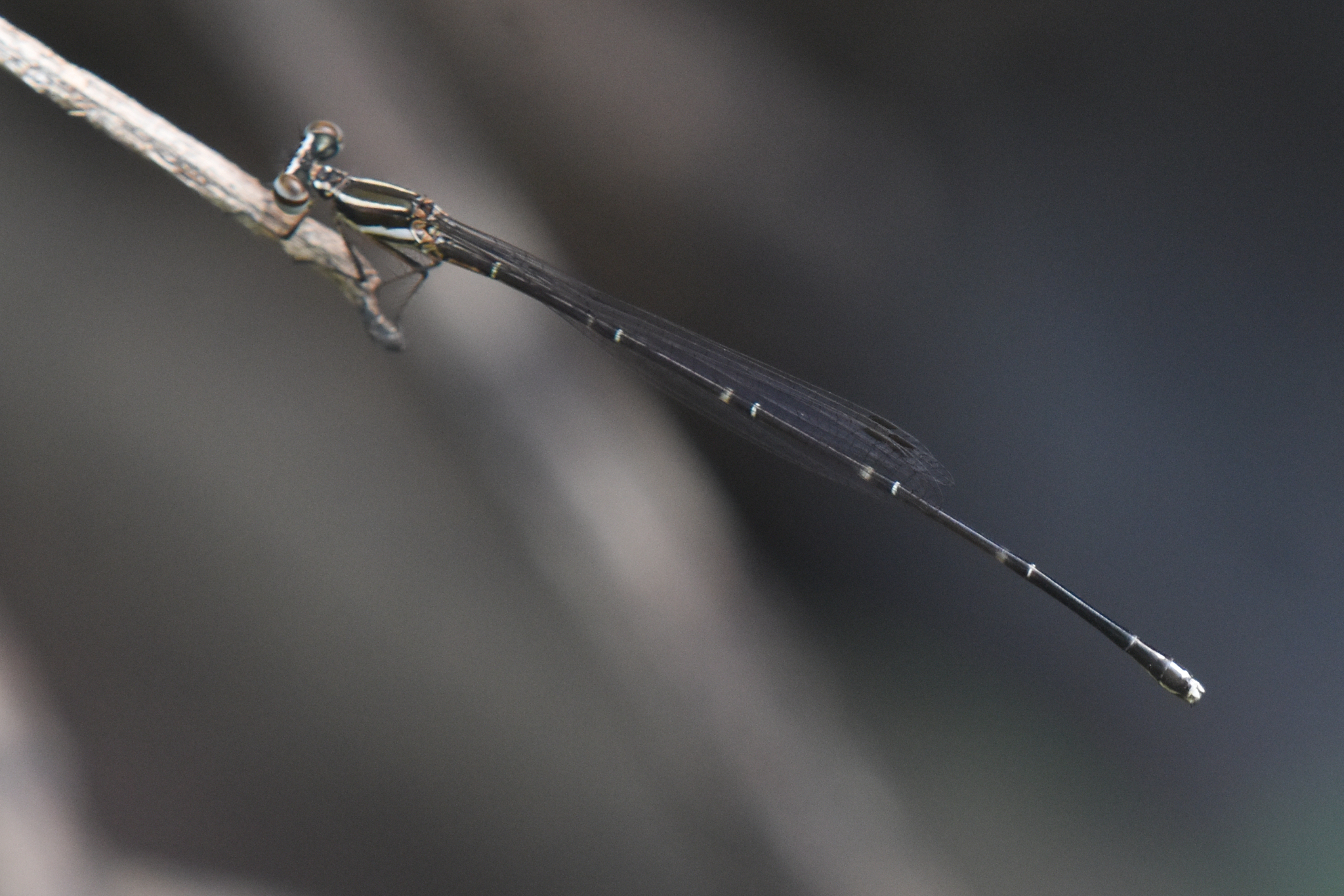 Orange-Striped Threadtail