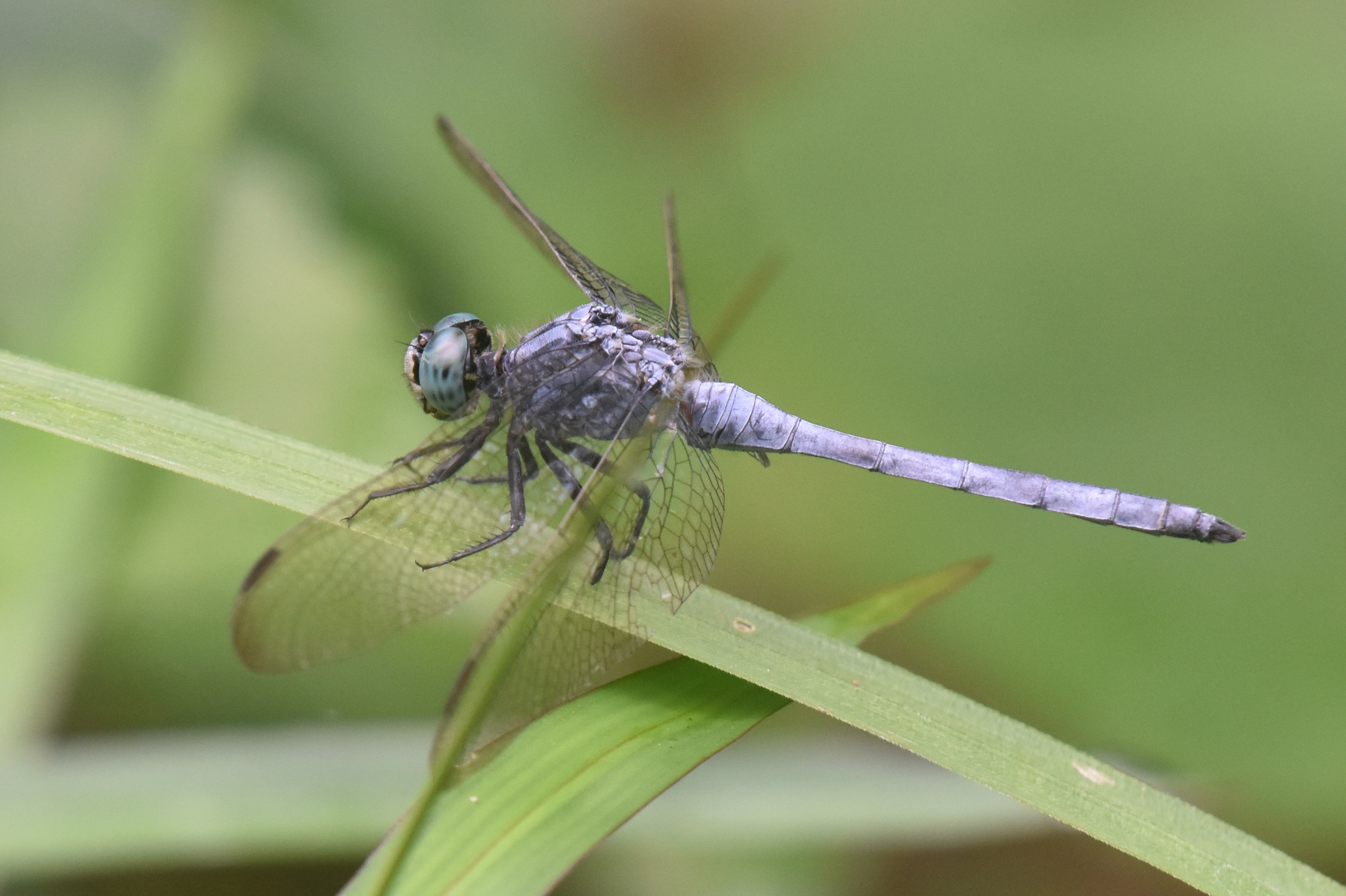 Marsh Skimmer