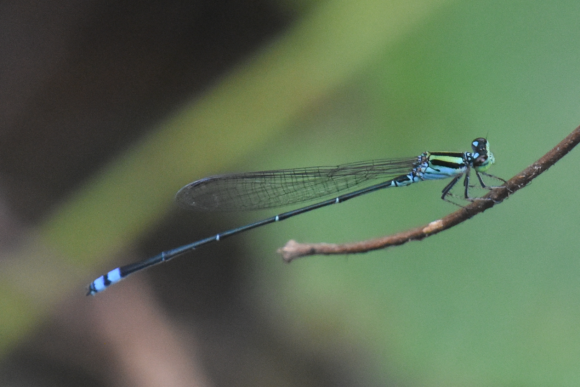 Yellow-Striped Sprite