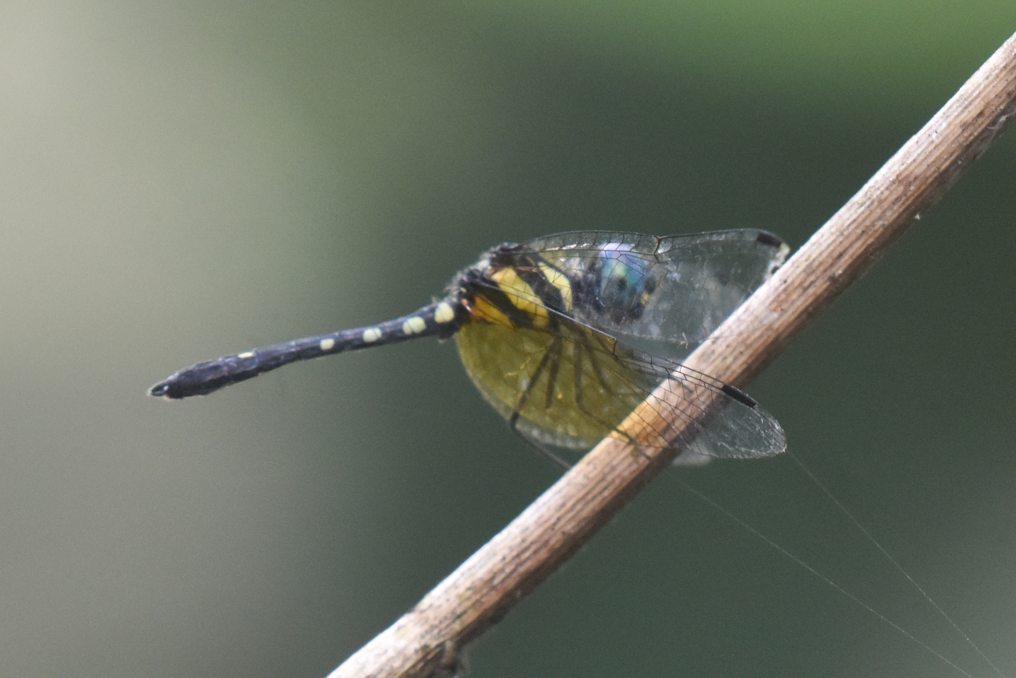Pigmy Skimmer