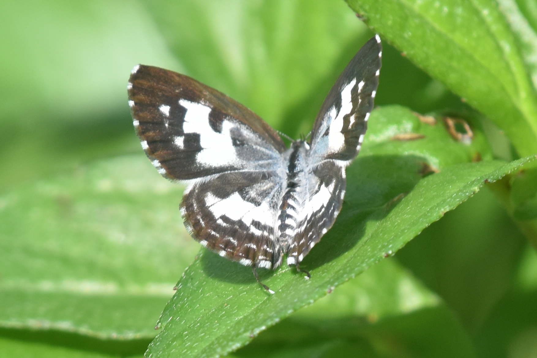 Common Pierrot