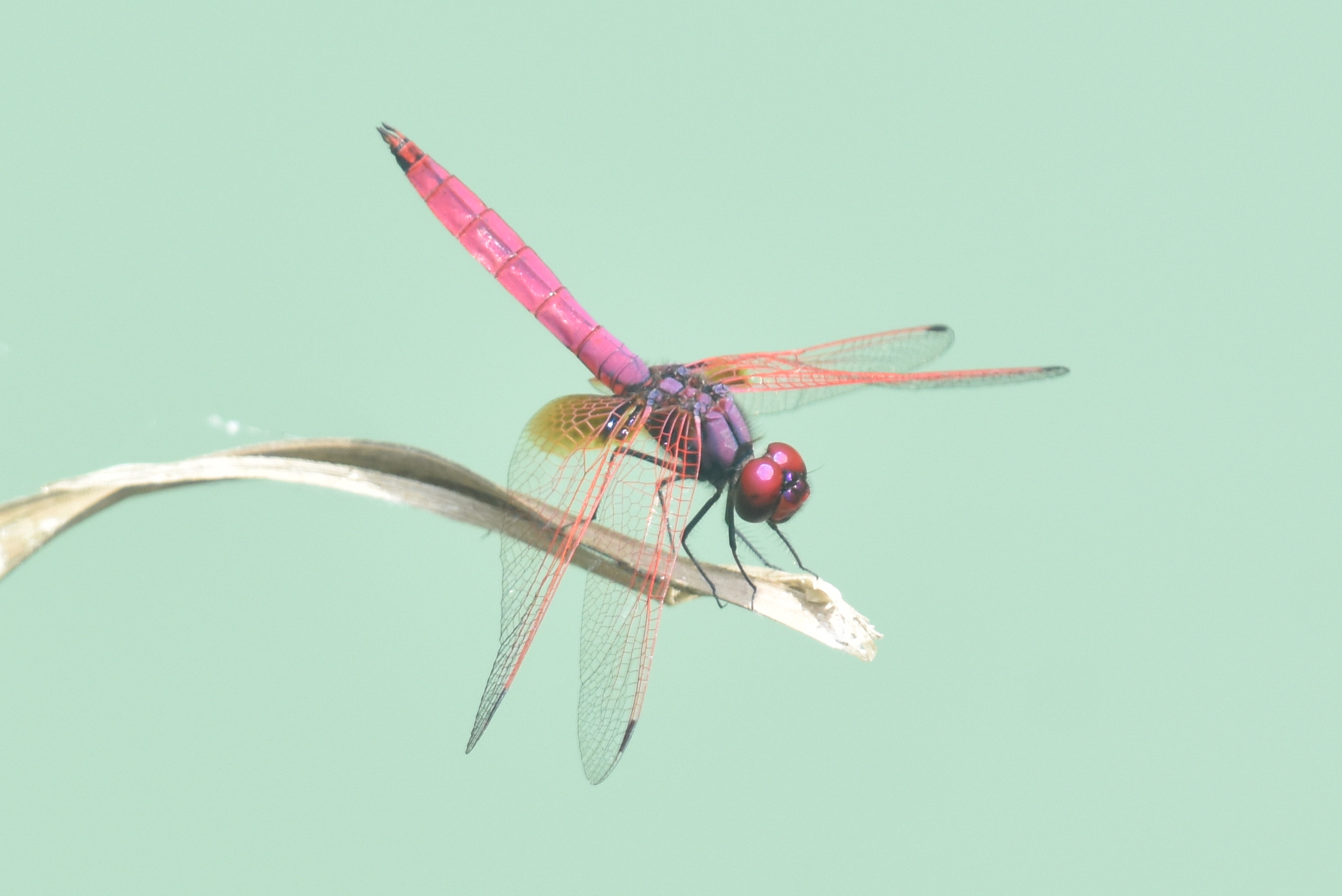 Crimson Marsh Glider