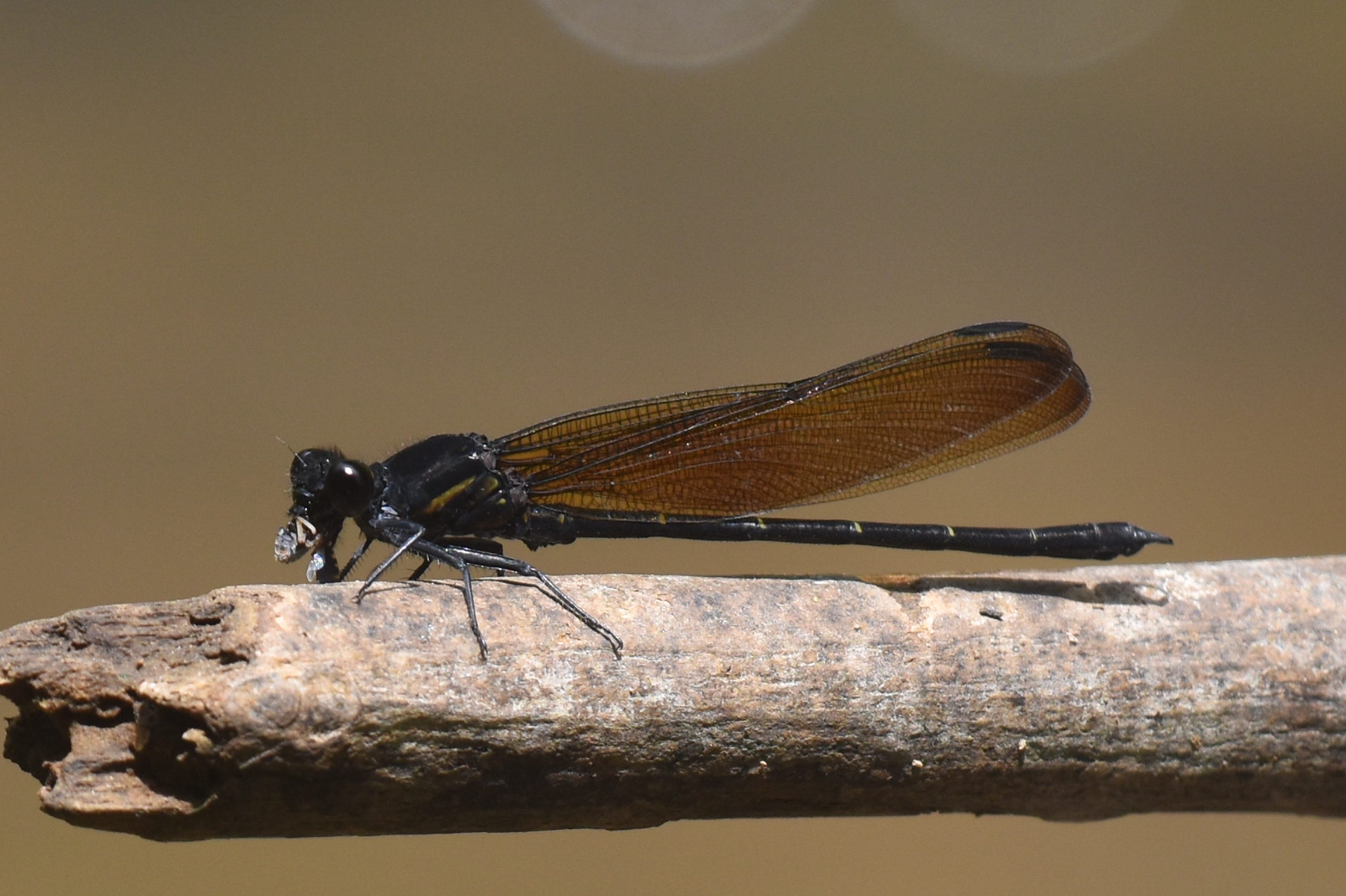 Indian Black Velvetwing