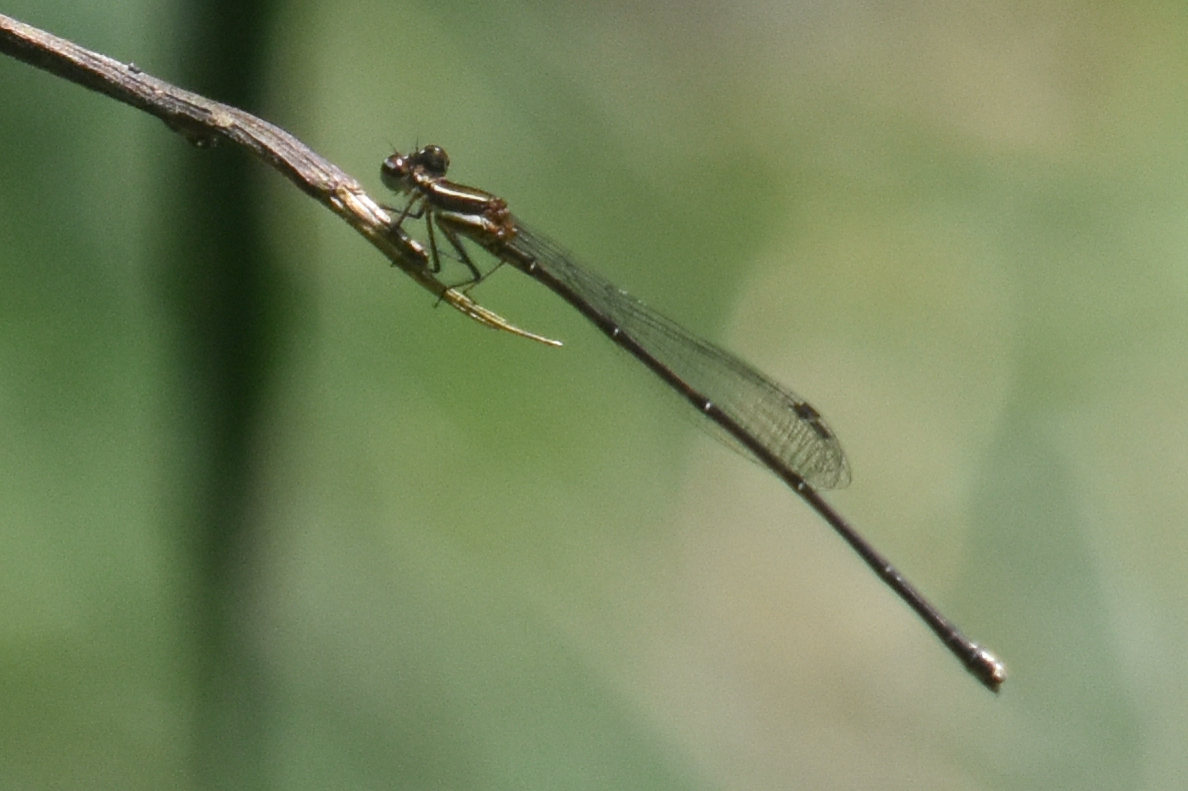 Orange-Striped Threadtail