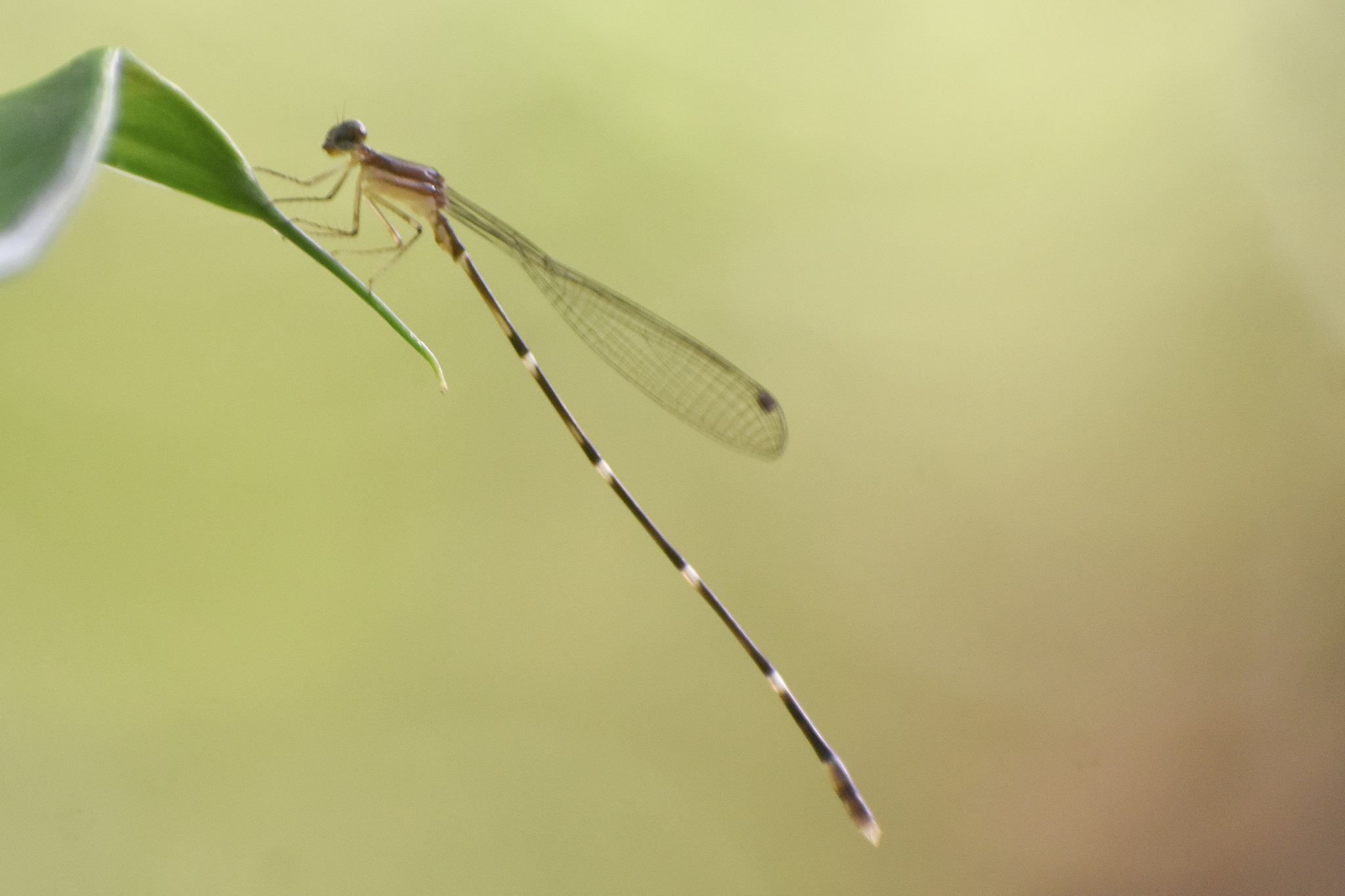 Red-Spot Shadowdamsel