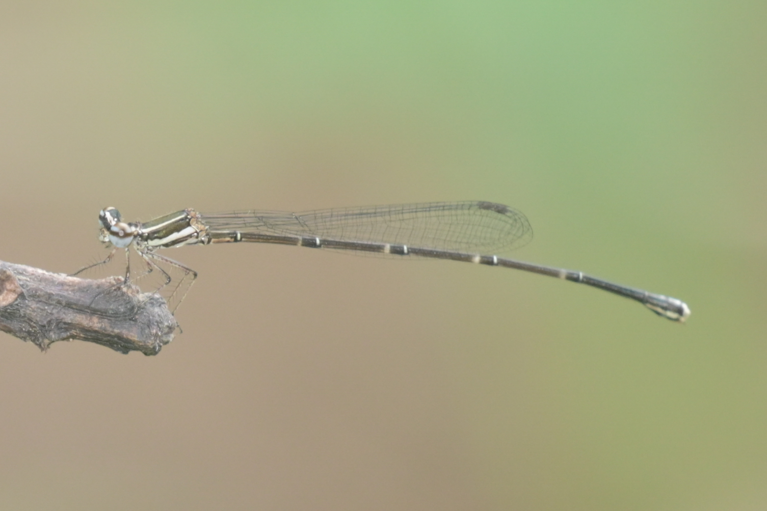 Orange-Striped Threadtail