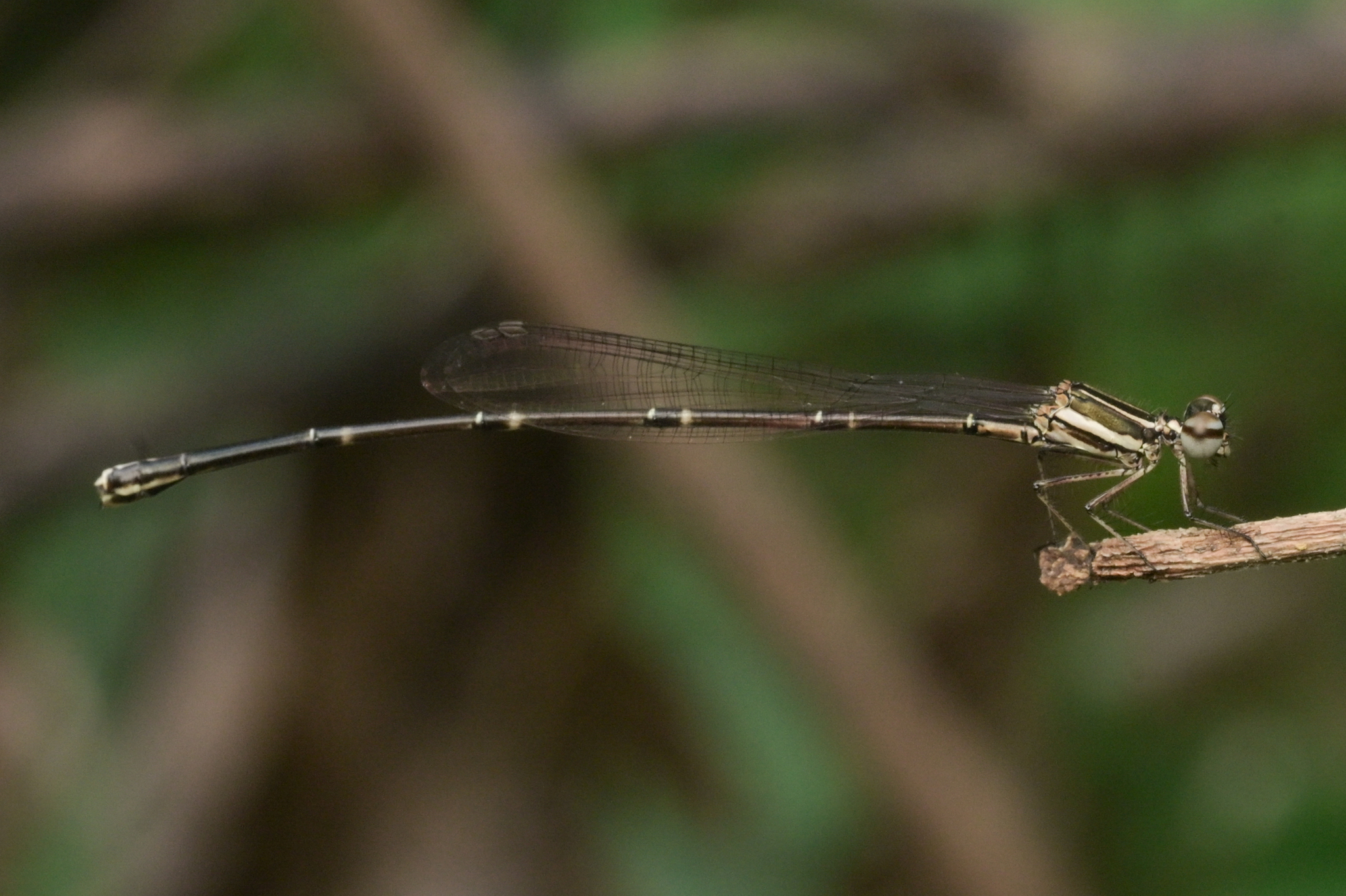 Orange-Striped Threadtail