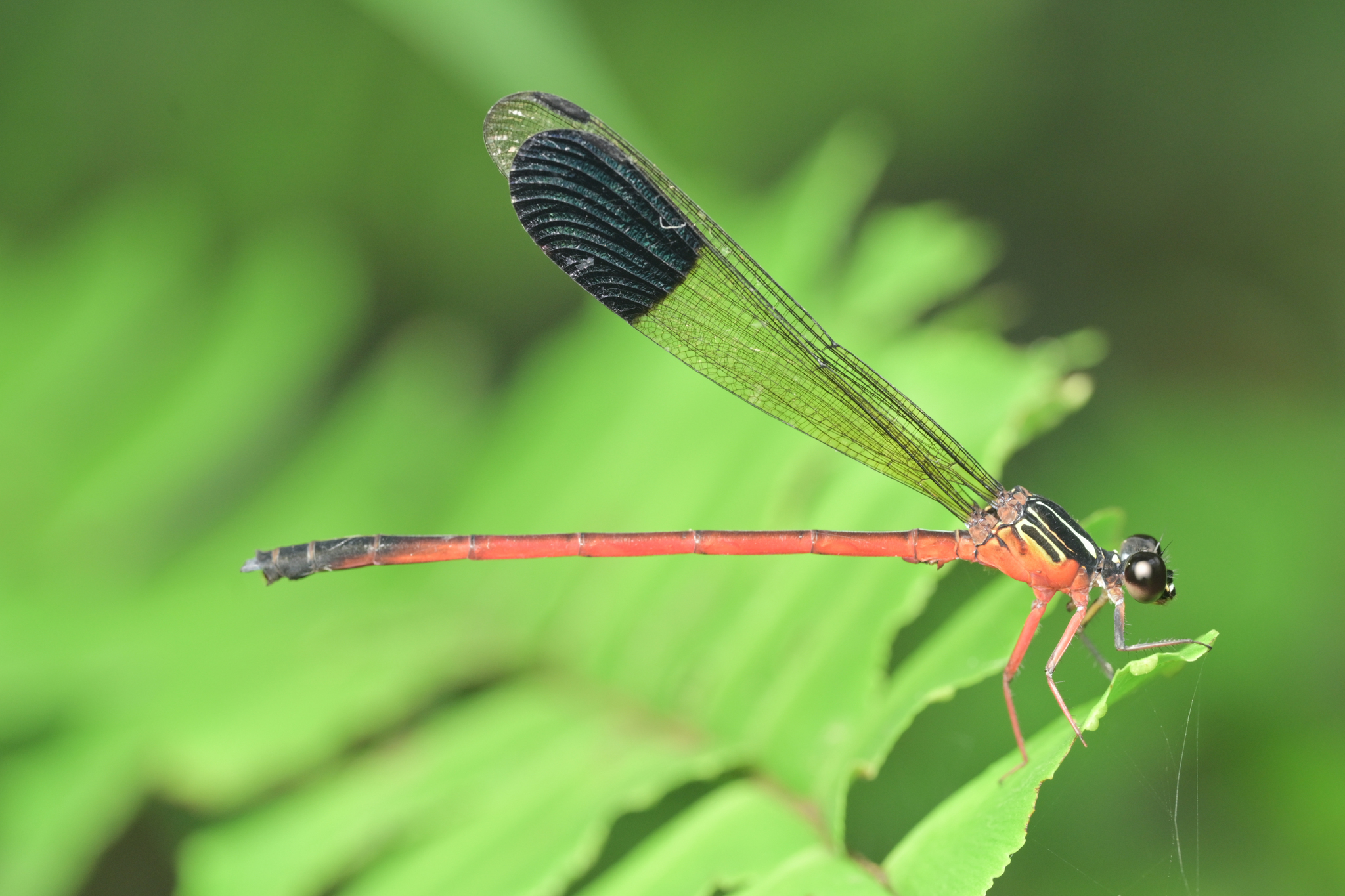 Malabar Satinwing