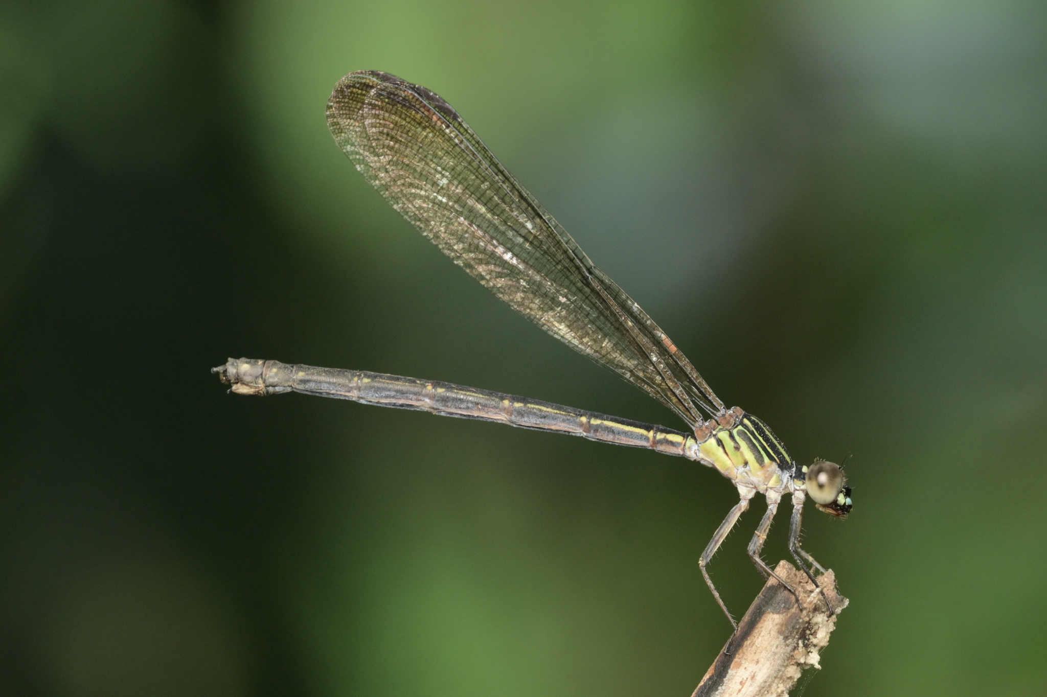 Malabar Satinwing