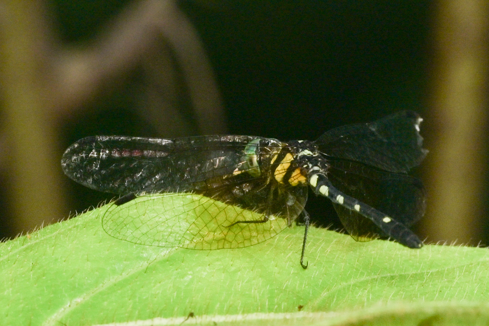 Pigmy Skimmer