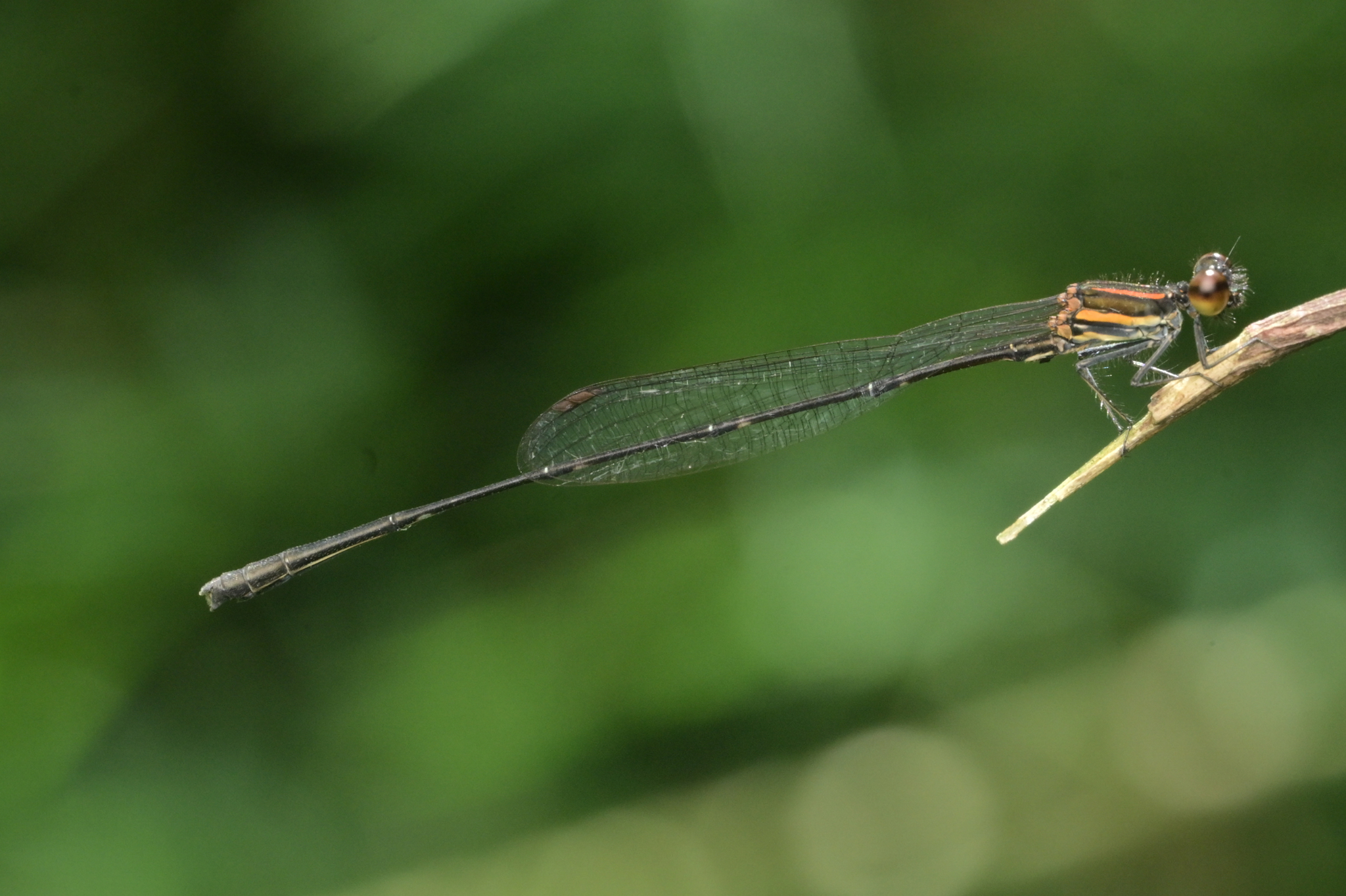 Orange-Striped Threadtail