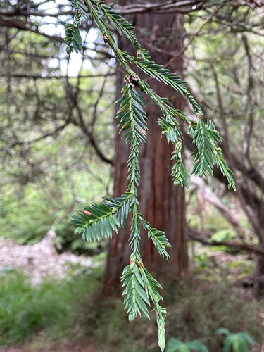 Taxodium observed 2025-07-17