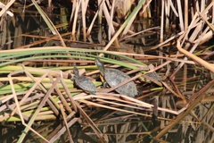 Trachemys scripta elegans