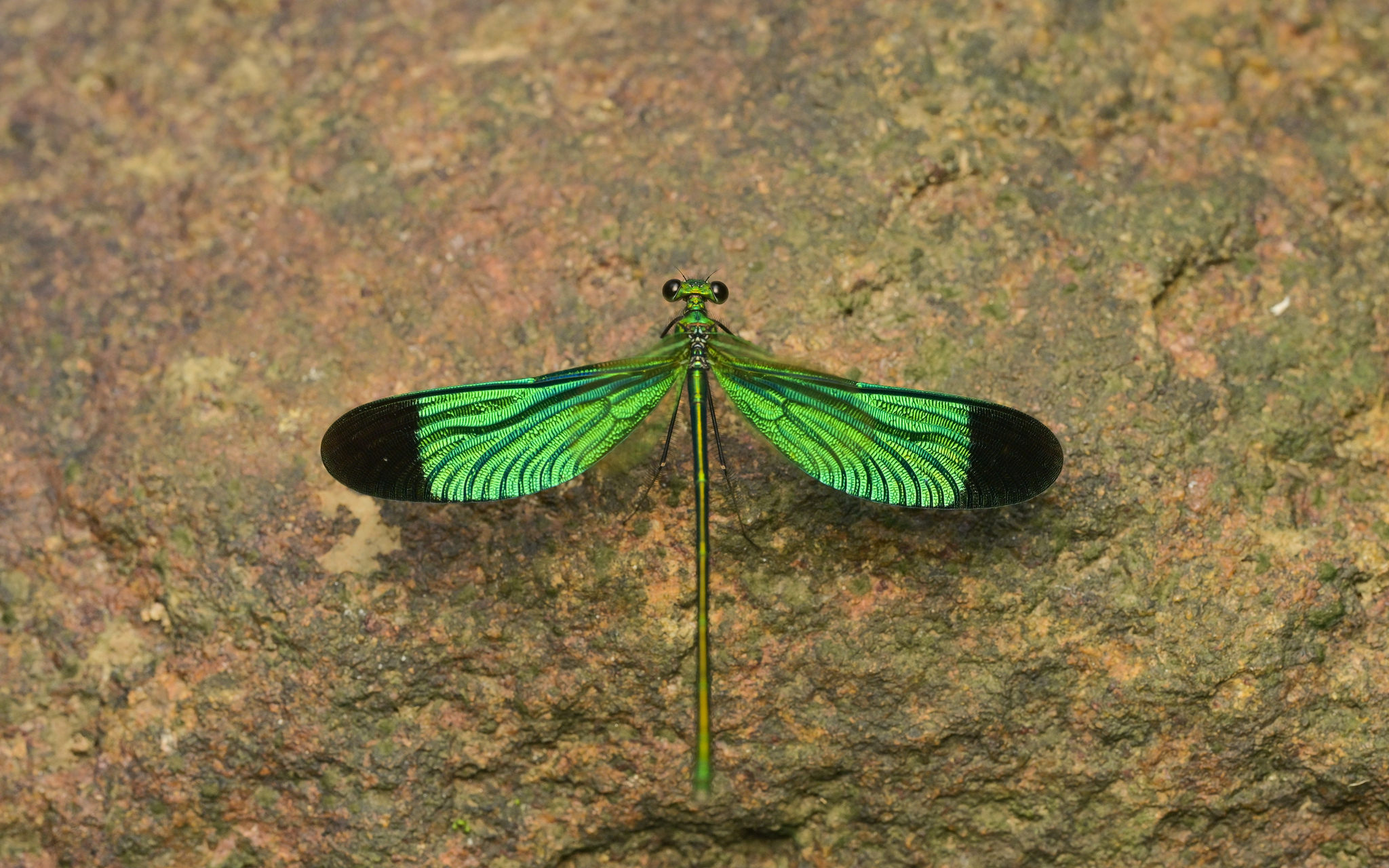 Green Metalwing