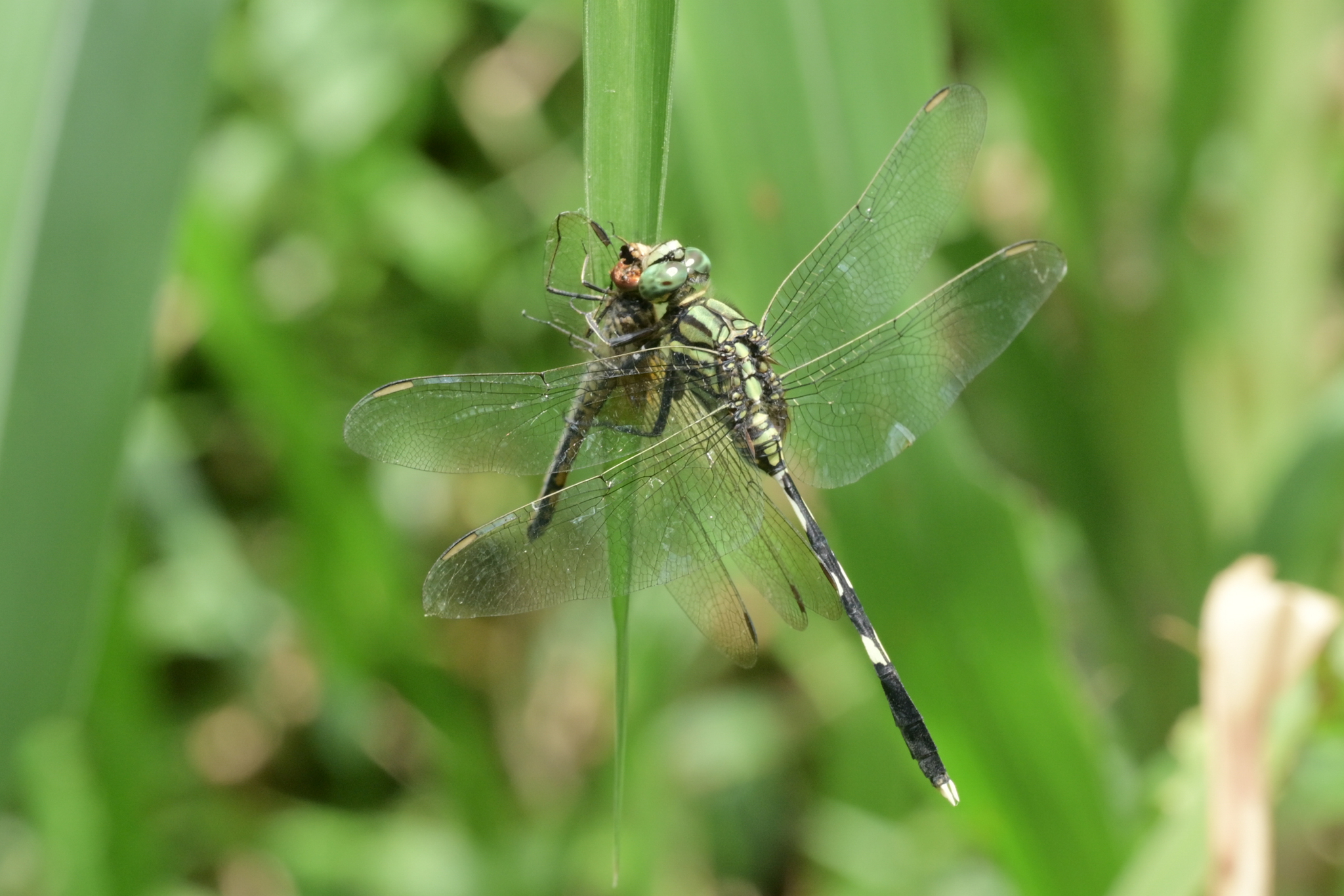 Slender Skimmer