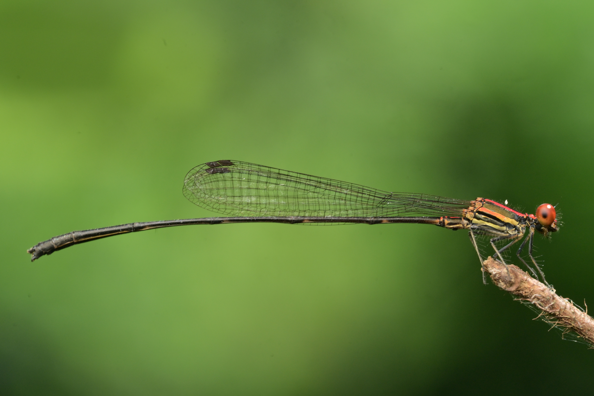 Malabar Threadtail