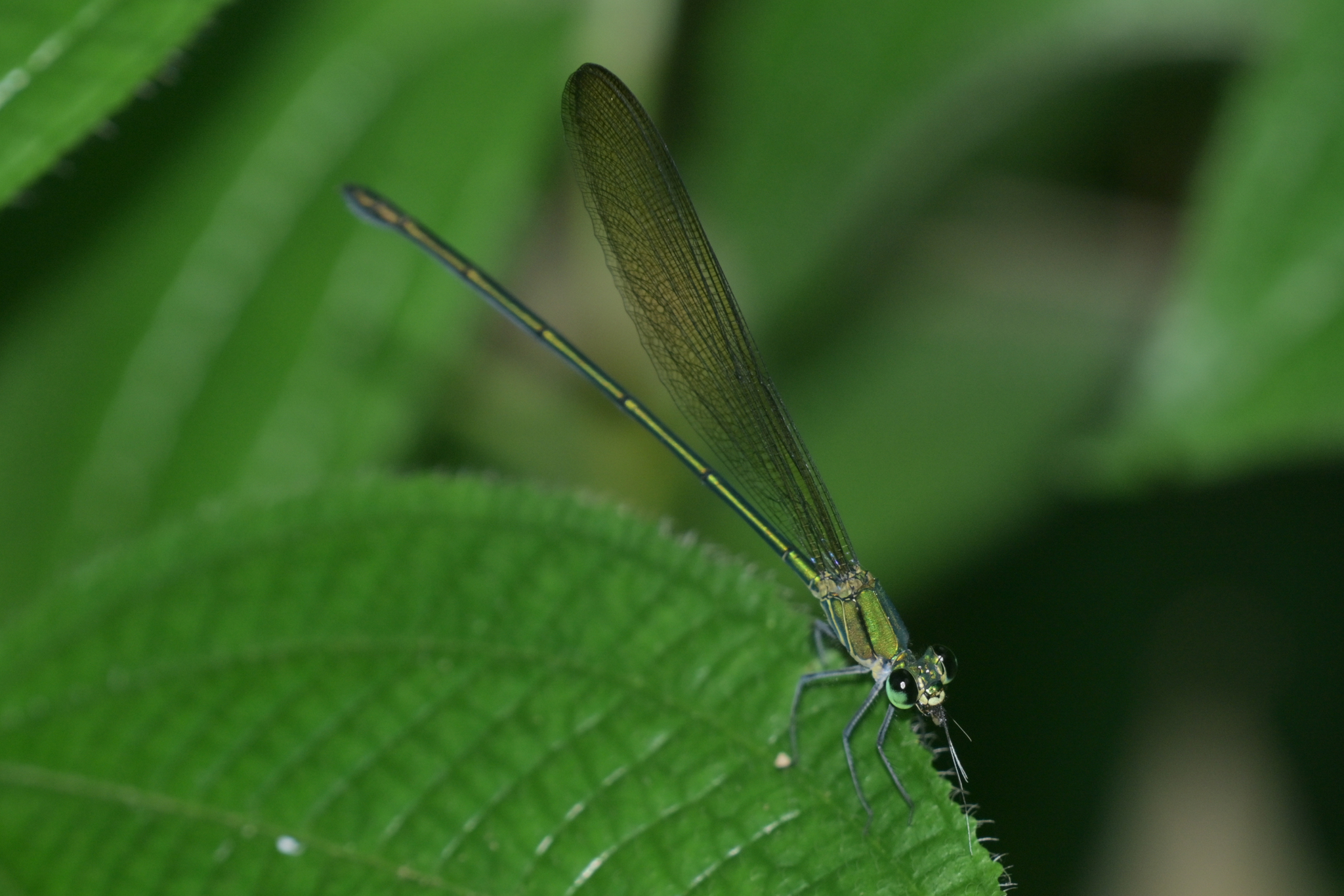 Clear-Winged Flashwing