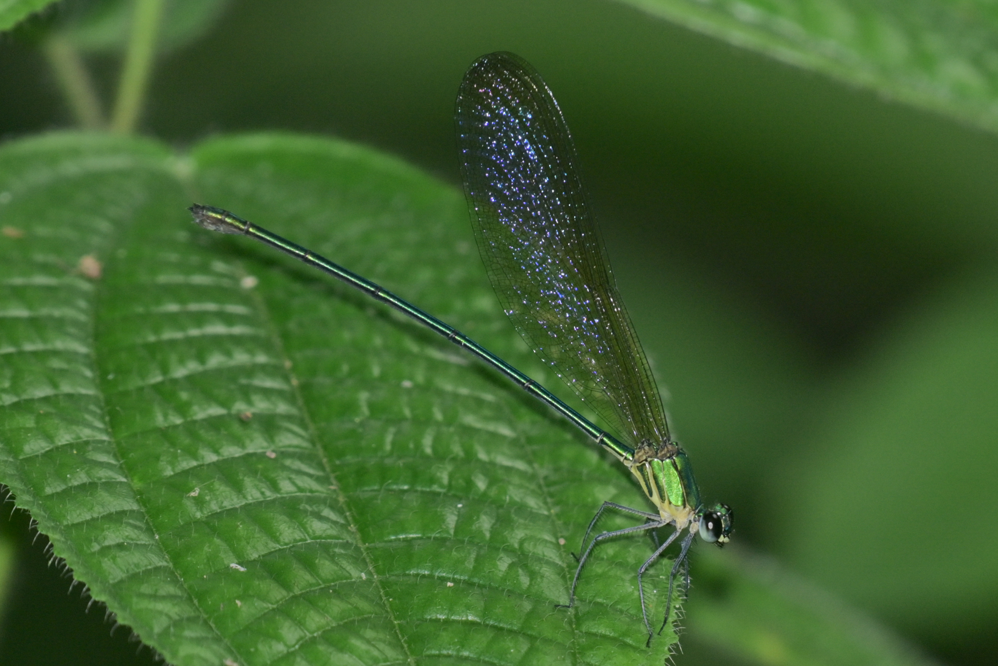 Clear-Winged Flashwing