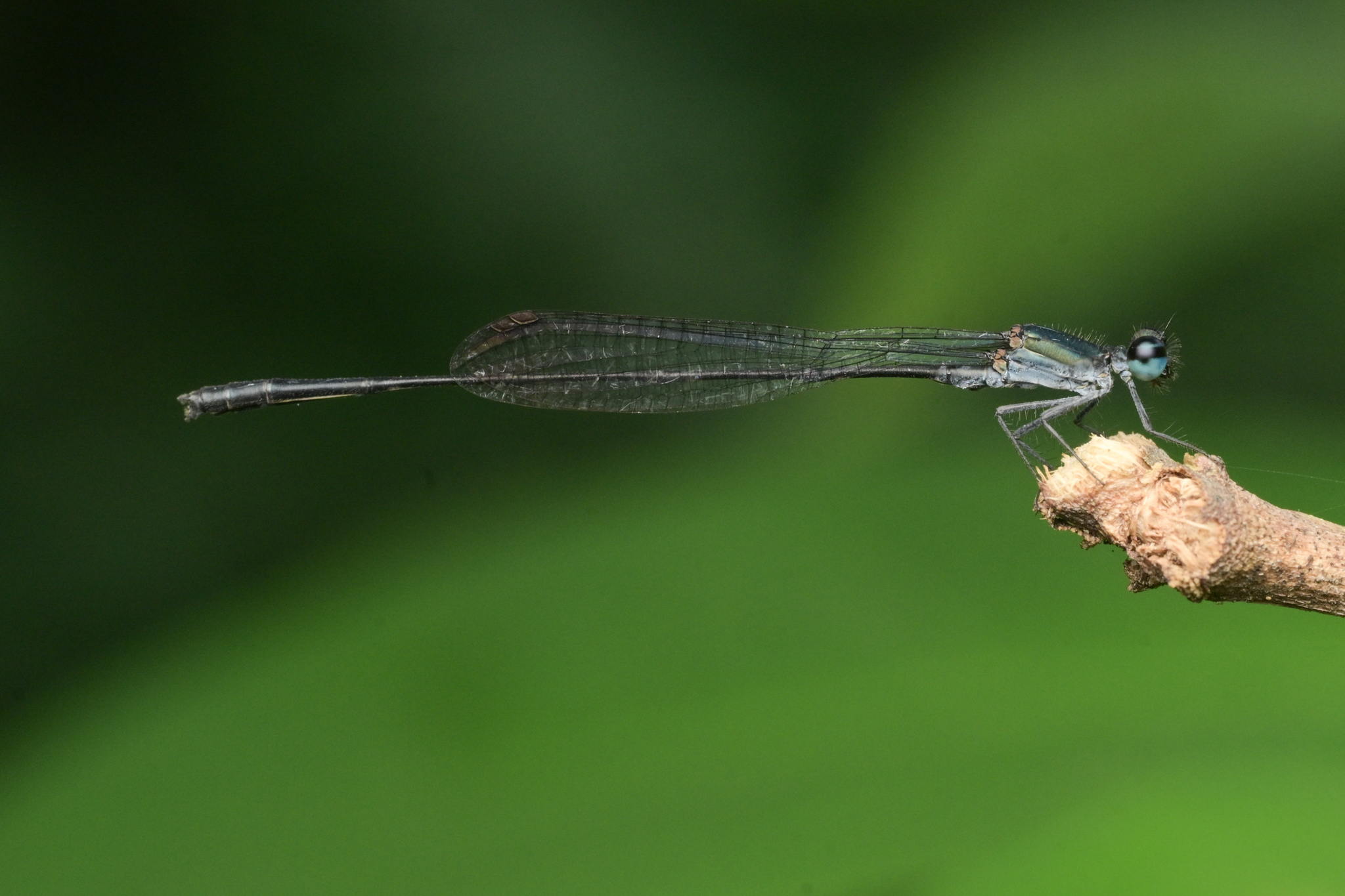 Black And Yellow Bambootail
