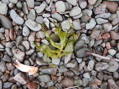 Potamogeton richardsonii