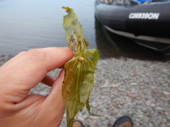 Potamogeton richardsonii