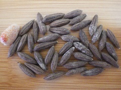 Hippophae
