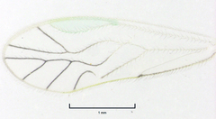 Austropsocus viridis