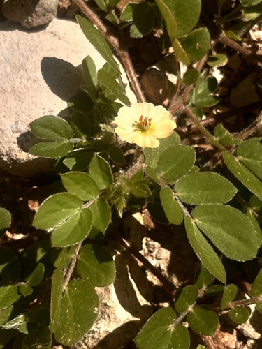 Big caltrop (Kallstroemia maxima)