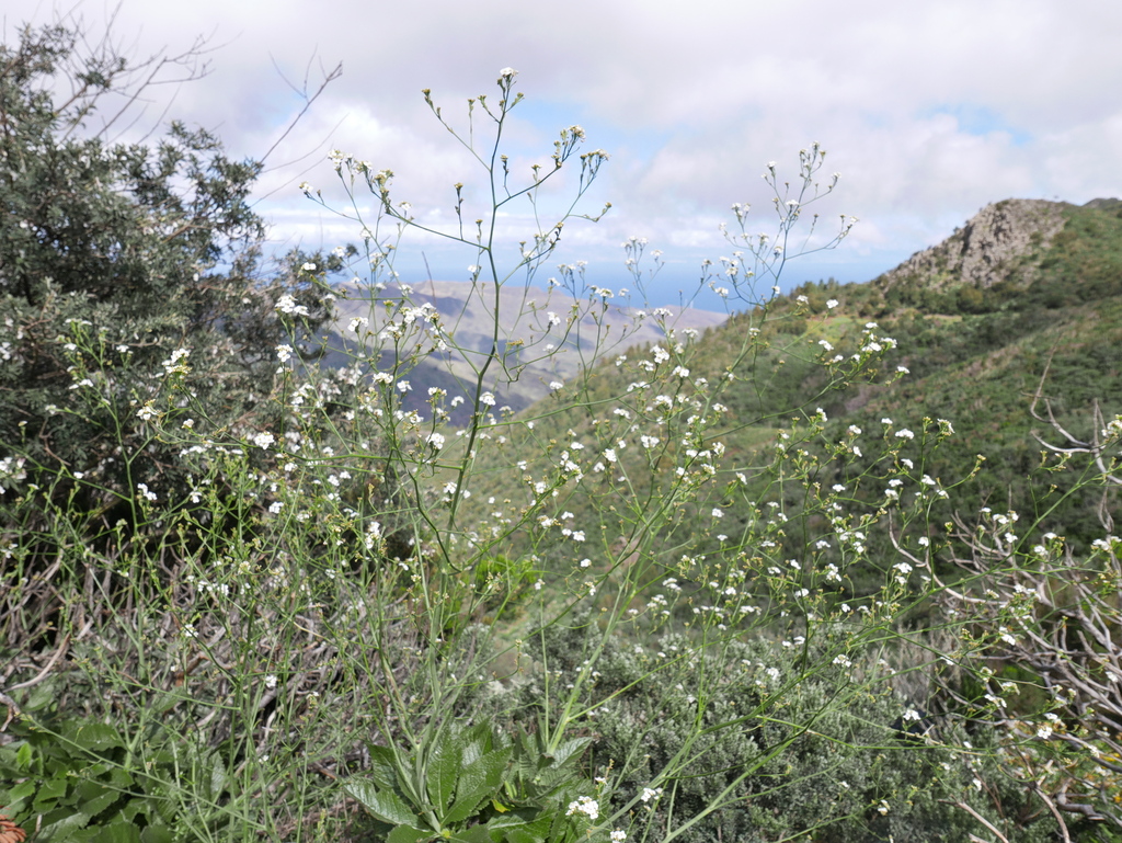 Col de risco