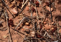 Litaneutria pacifica