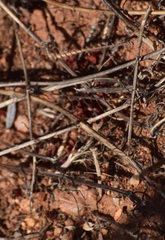 Litaneutria pacifica