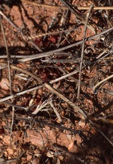 Litaneutria pacifica