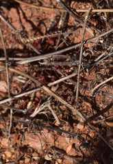 Litaneutria pacifica