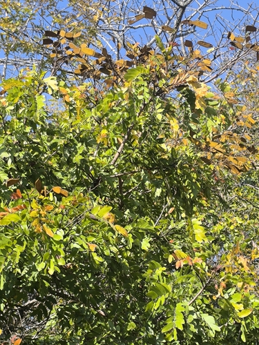 Mnondo (Julbernardia globiflora)