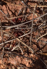 Litaneutria pacifica