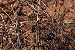 Litaneutria pacifica