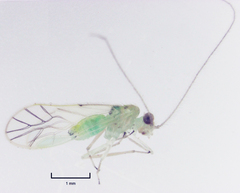 Austropsocus viridis
