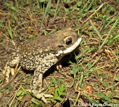 Rhinella arunco