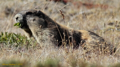 Marmota olympus