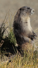 Marmota olympus
