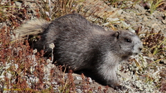 Marmota olympus