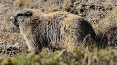 Marmota olympus