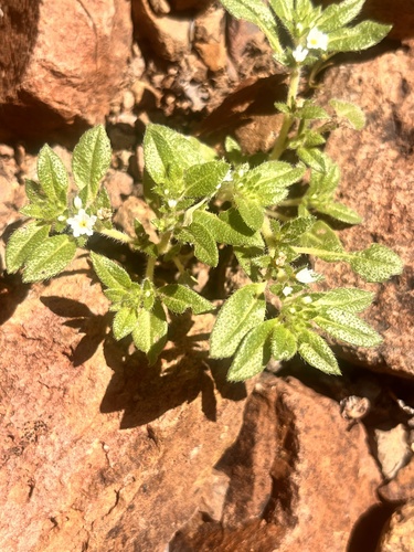 Key West heliotrope (Euploca fruticosa)